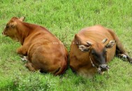 網站SEO優化中如何分析流量以及分析流量的維度