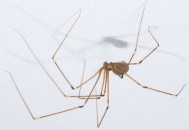 倘若發現蜘蛛爬行不順暢，當務之急是清理蜘蛛絆腳石