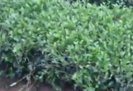 黑帽seo蟒蛇：網絡優化背后隱藏的風險與挑戰