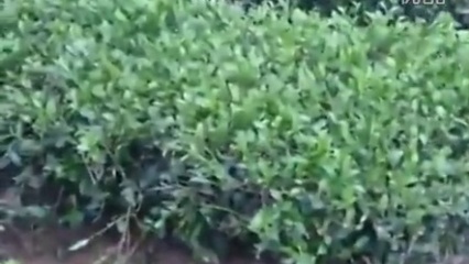 黑帽seo蟒蛇：網絡優化背后隱藏的風險與挑戰